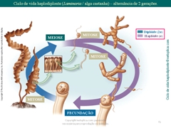 Diapositivo71