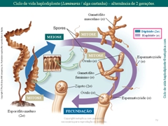 Diapositivo72