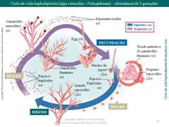 Diapositivo74