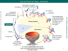 Diapositivo84