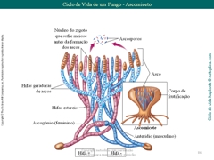 Diapositivo86