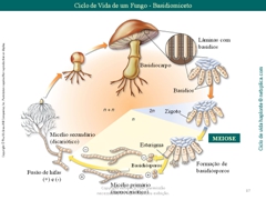 Diapositivo87