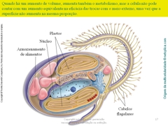 Diapositivo17