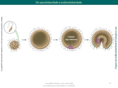 Diapositivo72