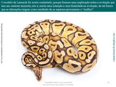Diapositivo24