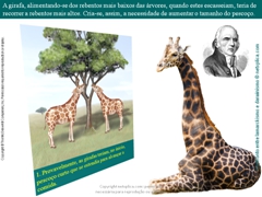 Diapositivo10