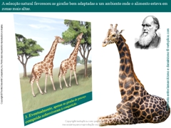 Diapositivo18