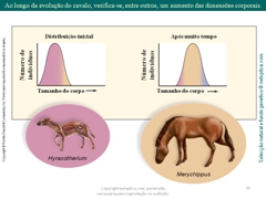 Diapositivo55