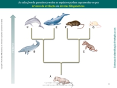 Diapositivo11