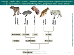 Diapositivo26