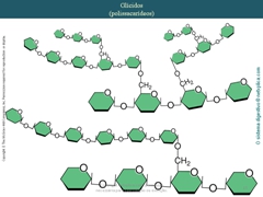 Diapositivo15