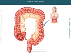 Diapositivo37