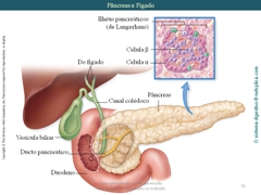 Diapositivo51