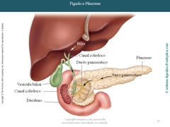 Diapositivo52