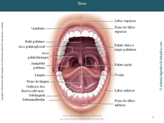 Diapositivo65