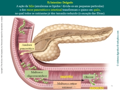 Diapositivo91