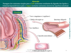 Diapositivo96