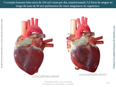 Diapositivo103