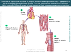 Diapositivo104