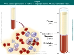 Diapositivo12