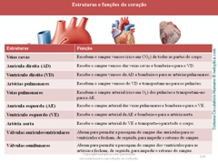 Diapositivo124