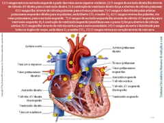 Diapositivo126