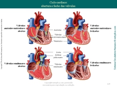 Diapositivo129