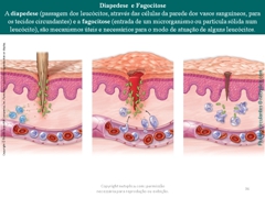 Diapositivo36