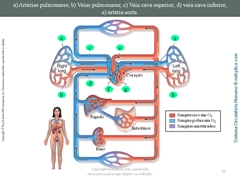 Diapositivo95