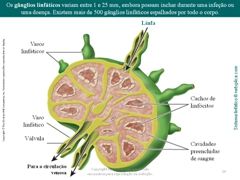 Diapositivo29