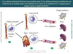 Diapositivo40