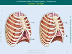 Diapositivo51