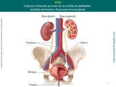 Diapositivo11