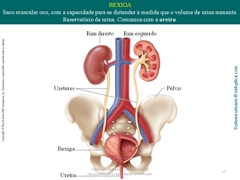 Diapositivo13