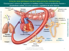 Diapositivo17