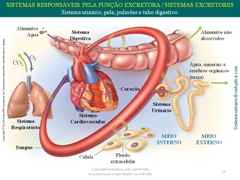 Diapositivo18