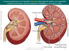 Diapositivo38