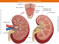 Diapositivo41