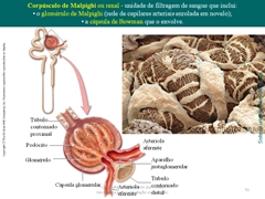 Diapositivo51