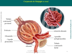 Diapositivo52