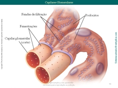 Diapositivo54