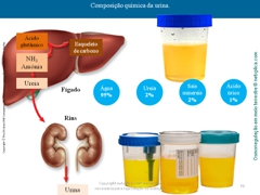 Diapositivo56