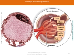 Diapositivo57