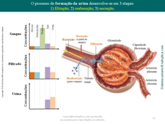 Diapositivo72