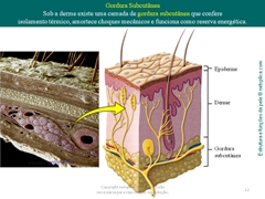 Diapositivo12