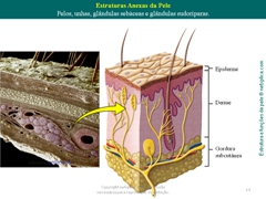 Diapositivo13