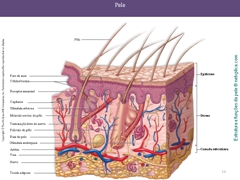 Diapositivo16