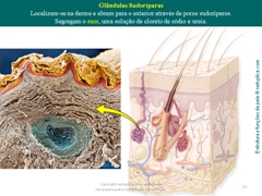 Diapositivo23