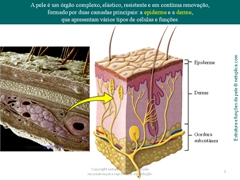 Diapositivo3