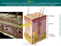 Diapositivo5